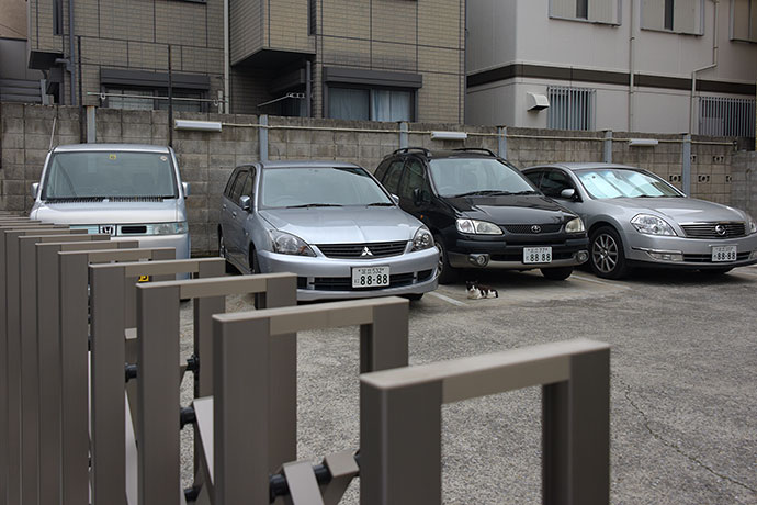 街のねこたち