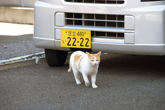 街のねこたち