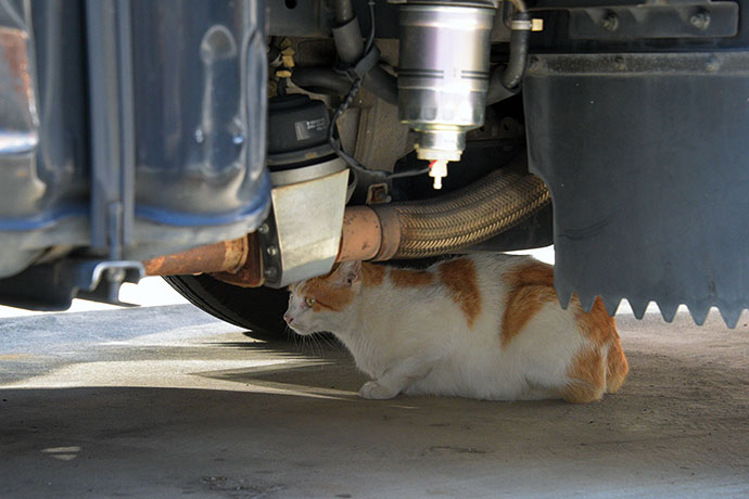 街のねこたち