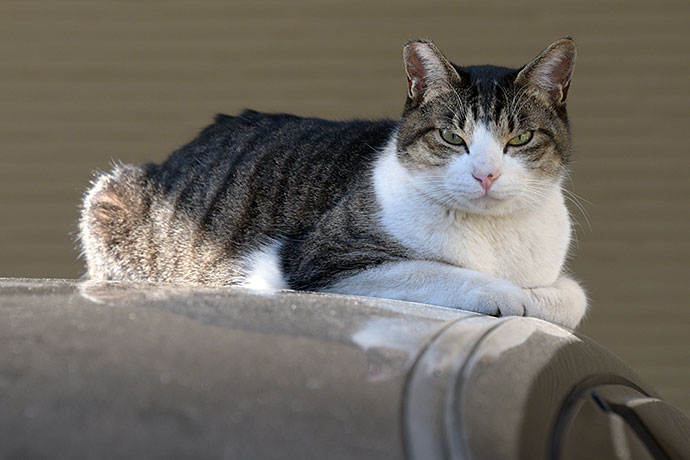 街のねこたち