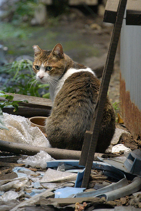 街のねこたち