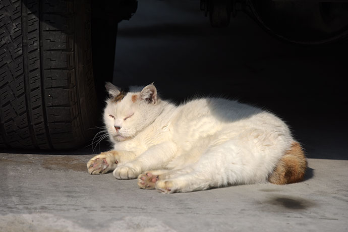 街のねこたち