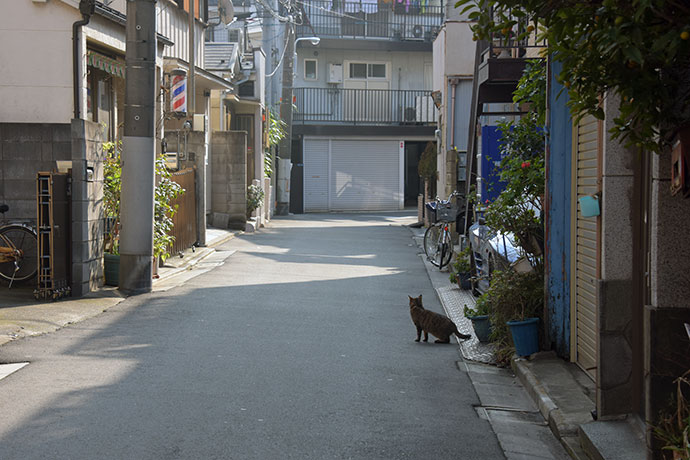 街のねこたち