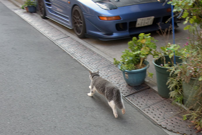 街のねこたち