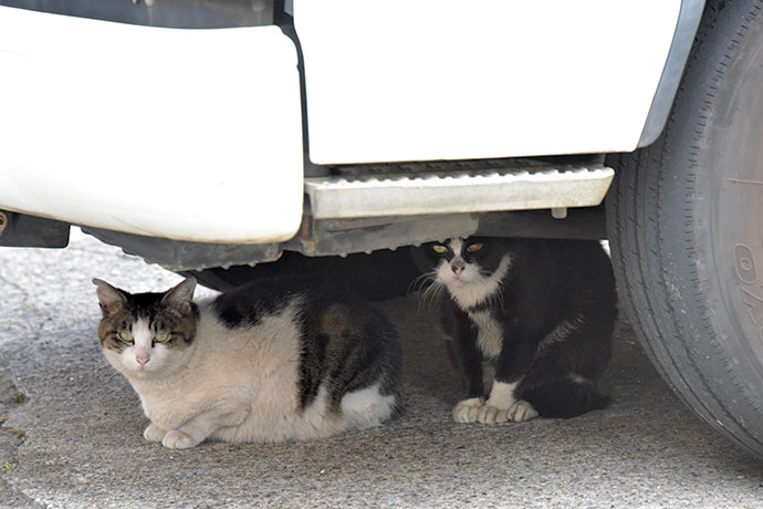 街のねこたち