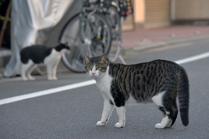 街のねこたち