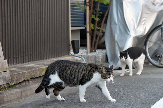 街のねこたち