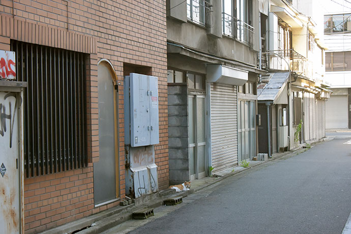 街のねこたち