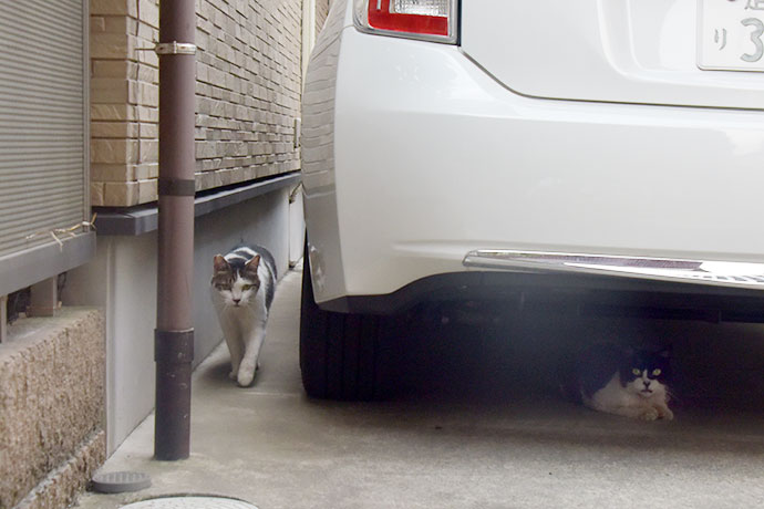 街のねこたち