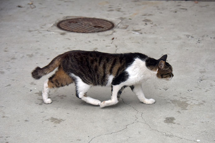 街のねこたち