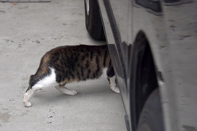 街のねこたち