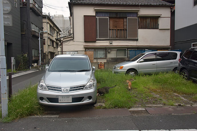 街のねこたち