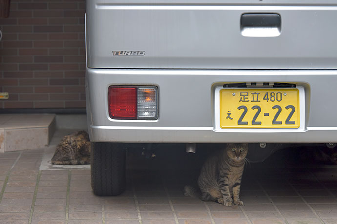 街のねこたち