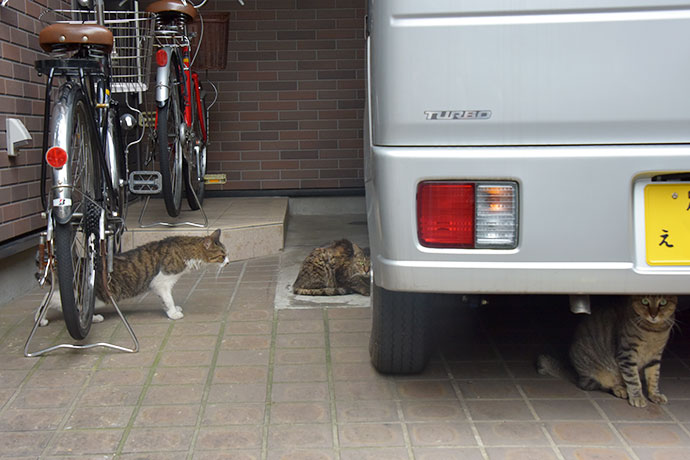 街のねこたち