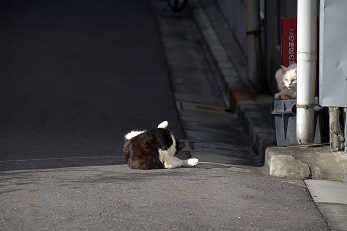 街のねこたち
