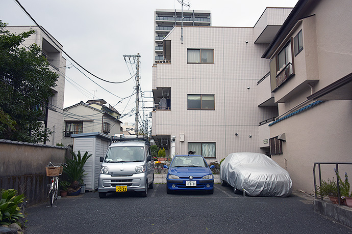 台東のねこ