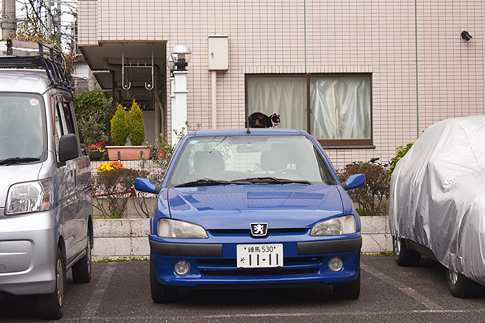 台東のねこ