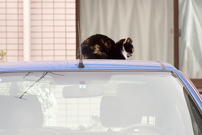 台東のねこ