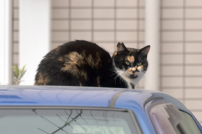台東のねこ