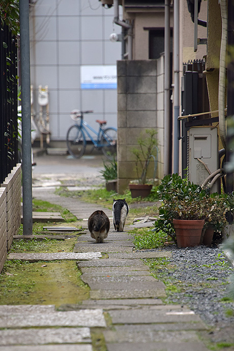 街のねこたち