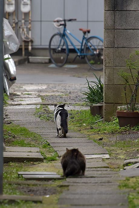 街のねこたち