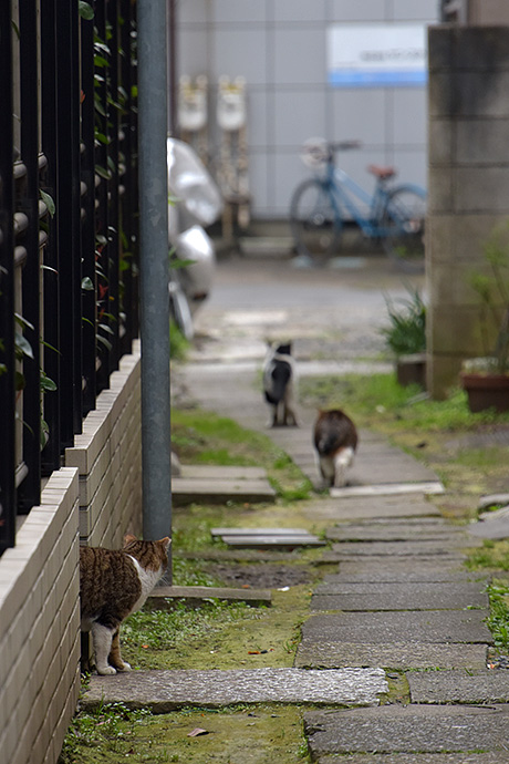 街のねこたち