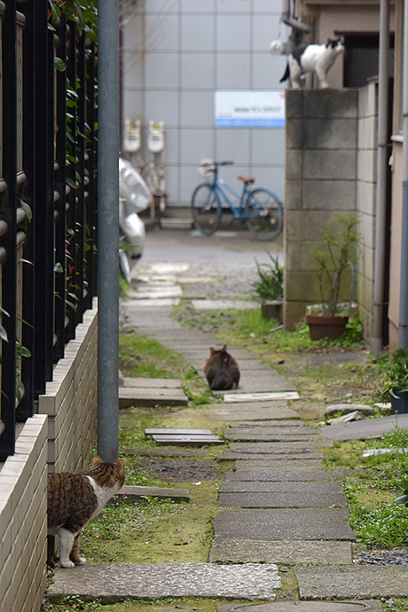 街のねこたち