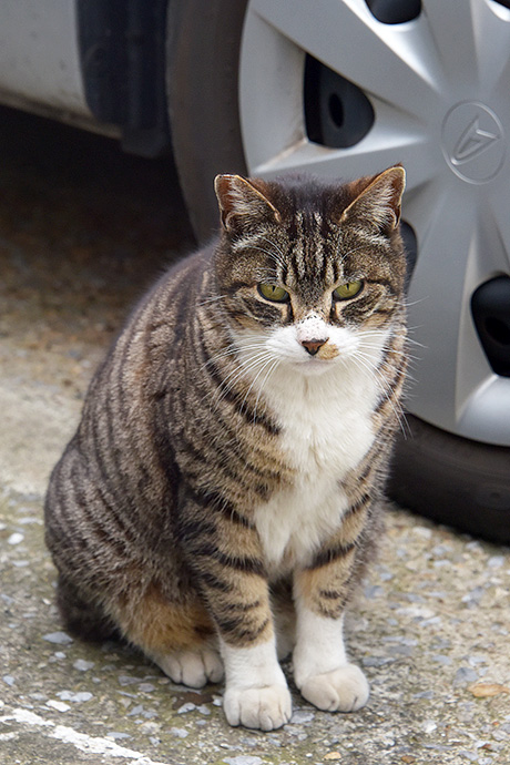 街のねこたち