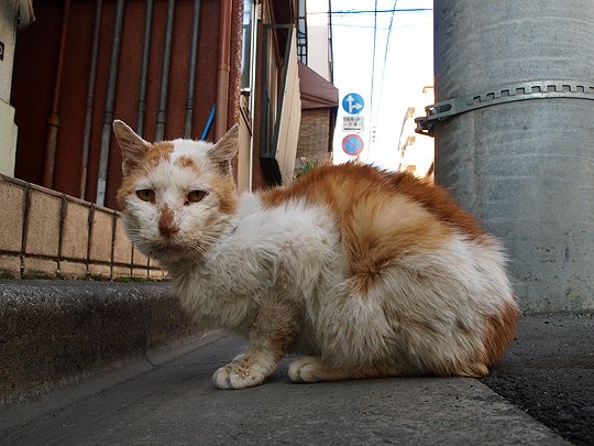 街のねこたち