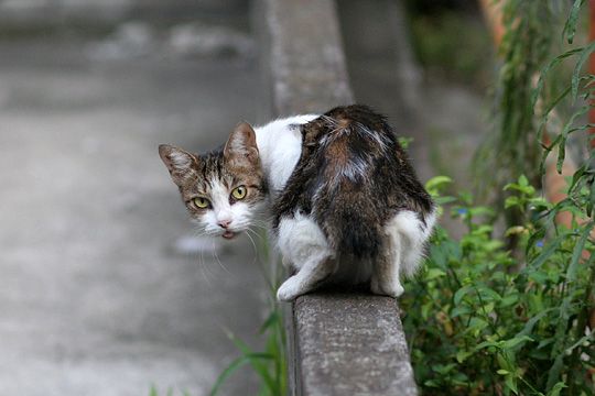 街のねこたち