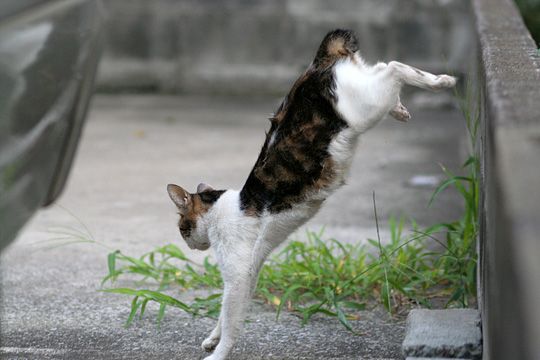 街のねこたち