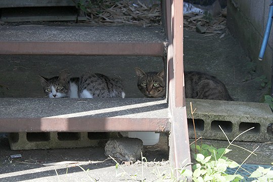 街のねこたち