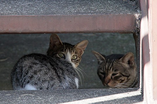 街のねこたち