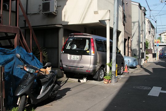 街のねこたち