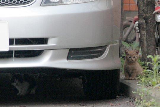 街のねこたち