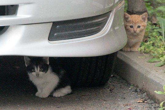 街のねこたち