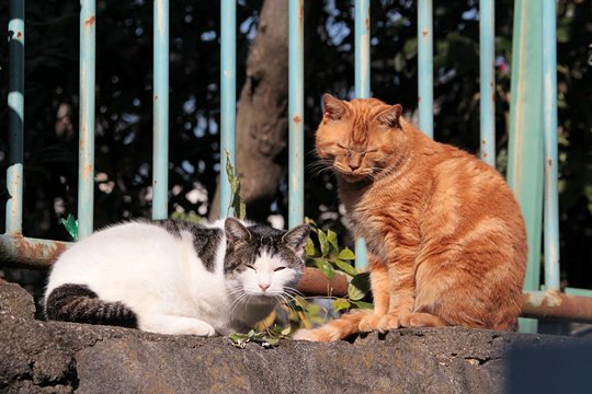 街のねこたち