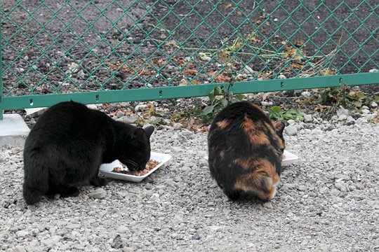 街のねこたち