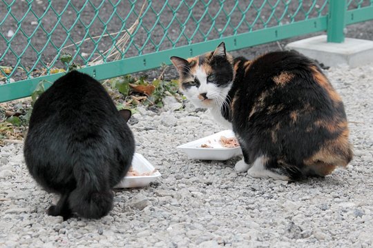 街のねこたち