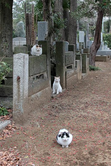 街のねこたち