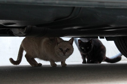 街のねこたち