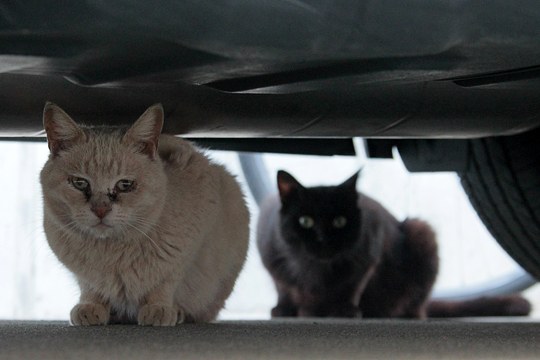街のねこたち