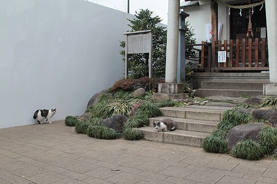 街のねこたち