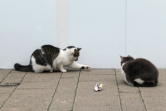 街のねこたち