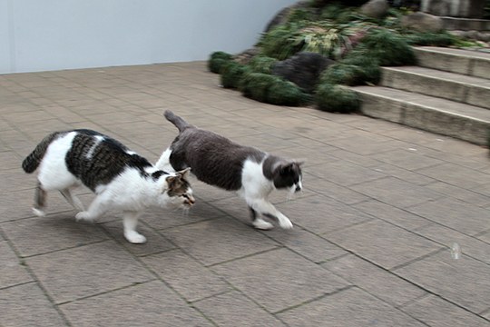 街のねこたち