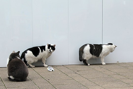 街のねこたち