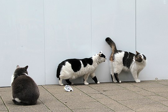 街のねこたち