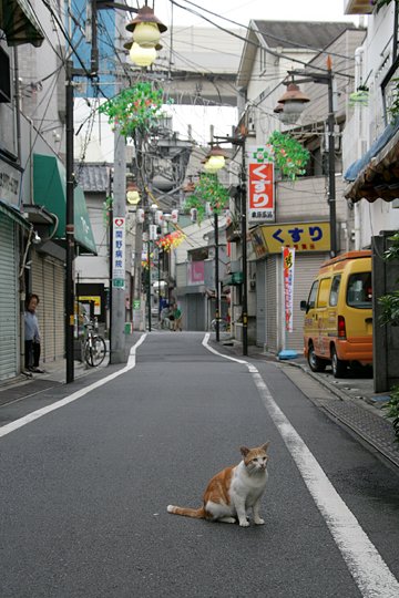 街のねこたち