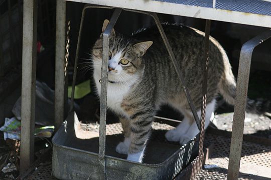 ねこ