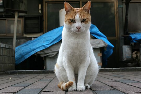 ねこ